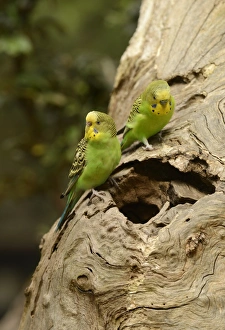 Wild Prints: Budgerigar (Melopsittacus undulatus) adult pair