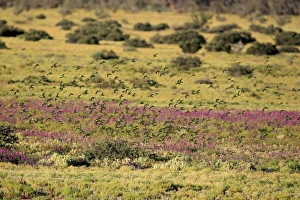 Budgerigar (Melopsittacus undulatus) flock, in flight, Sturt N. P. New South Wales, Australia