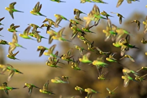 Budgerigar (Melopsittacus undulatus) flock, in flight, Sturt N. P. New South Wales, Australia
