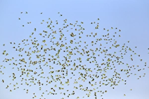 Budgerigar (Melopsittacus undulatus) flock, in flight, Sturt N. P. New South Wales, Australia