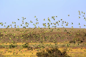 Budgerigar (Melopsittacus undulatus) flock, in flight, Sturt N. P. New South Wales, Australia