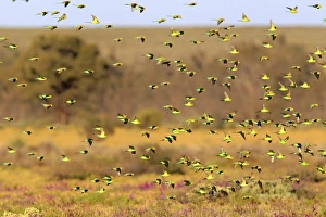 Budgerigar (Melopsittacus undulatus) flock, in flight, Sturt N. P. New South Wales, Australia