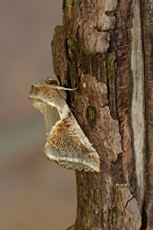 Buff Arches (Habrosyne pyritoides) adult, resting on branch, Oxfordshire, England, July