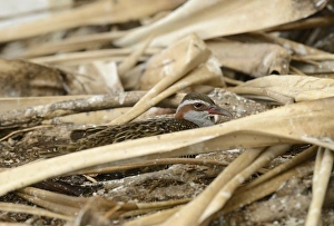 Fallen Prints: Buff-banded Rail (Gallirallus philippensis) adult