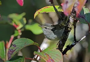 Warblers Prints: Buff-barred Warbler (Phylloscopus pulcher pulcher) adult