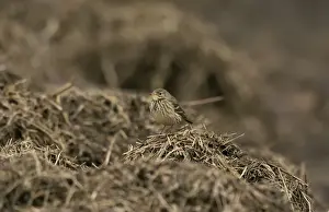 Marshlands Prints: Buff-bellied Pipit (Anthus rubescens rubescens) American Pipit nominate subspecies