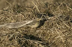 Buff-bellied Pipit (Anthus rubescens rubescens) American Pipit nominate subspecies, adult, non-breeding plumage