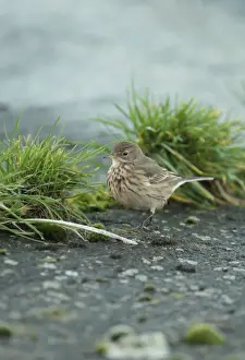 Reservoirs Prints: Buff-bellied Pipit (Anthus rubescens rubescens) American Pipit nominate subspecies