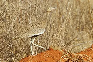 Bustards Prints: Buff-crested Bustard (Lophotis gindiana) adult male, walking in dry bush, Kenya, October