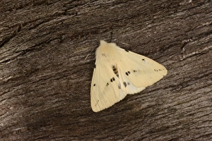 Oxfordshire Prints: Buff Ermine (Spilosoma luteum) adult male, resting on bark, Oxfordshire, England, June
