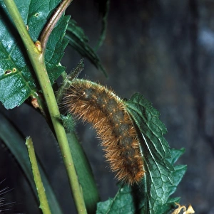 Caterpillar Prints: Buff Ermine (Spilosoma luteum) larva