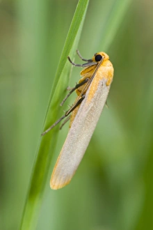 Lepidoptera Prints: Buff Footman (Katha depressa) adult, resting on grass, Powys, Wales, July