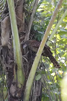 Palm Prints: Buff-headed Coucal (Centropus milo albidiventris) juvenile
