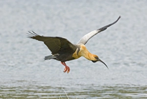 Ibises Prints: Buff-necked Ibis (Theristicus caudatus) adult