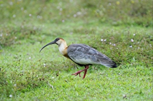 Buff-necked Ibis (Theristicus caudatus) adult, walking on ground, Rupununi, Guyana