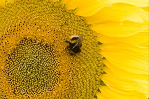 Buff-tailed Bumblebee (Bombus terrestris) adult, feeding on Sunflower (Helianthus annuus) crop in field, Lincolnshire, England, august