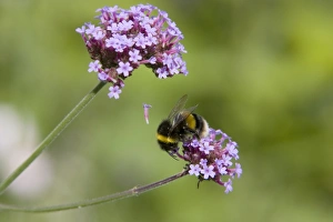 Buff-tailed Bumblebee (Bombus terrestris) adult, feeding on Purpletop Vervain (Verbena bonariensis) flowers, Essex, England, august
