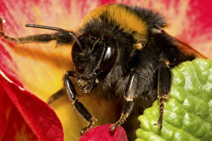 Buff-tailed Bumblebee (Bombus terrestris) adult, with tick on shoulder, emerging from Polyanthus Primrose