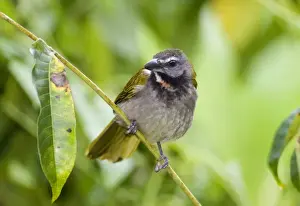 Saltators Prints: Buff-throated Saltator (Saltator maximus intermedius) adult