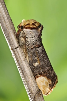 Stem Prints: Buff-tip (Phalera bucephala) adult