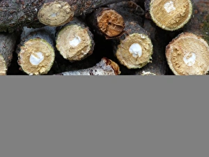Buff-tip (Phalera bucephala) adult, resting amongst cut twigs, Cannobina Valley, Italian Alps, Piedmont