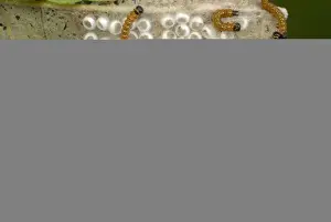 Newly Prints: Buff-tip (Phalera bucephala) newly hatched caterpillars