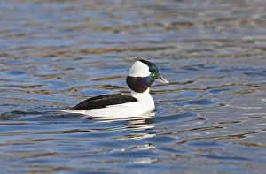 Eastern Seaboard Prints: Bufflehead (Bucephala albeola) adult male, swimming, New Jersey, U. S. A. january