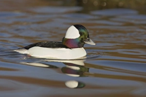 Bufflehead (Bucephala albeola) adult male, swimming, Slimbridge W. W. T. (captive)