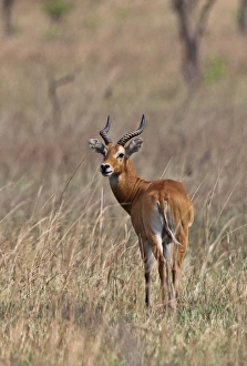 Grasslands Prints: Buffons Kob (Kobus kob kob) adult male