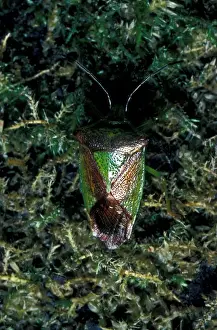 Bugs Prints: BugShield Hawthorn (Acanthosoma haemorrhoidale) Close-up / on moss