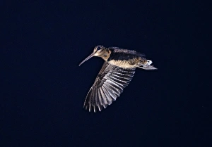 Philippines Prints: Bukidnon Woodcock (Scolopax bukidnonensis) adult