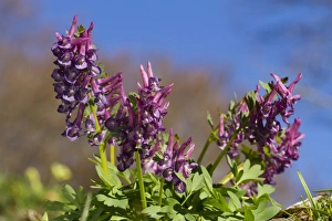 Pyrenean Prints: Bulbous Corydalis (Corydalis bulbosa) flowering