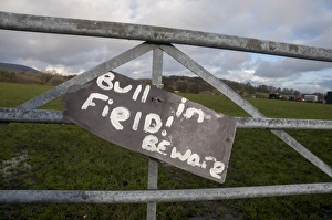 Dangerous Prints: Bull in Field! Beware sign on farm gate, Chipping, Lancashire, England, January