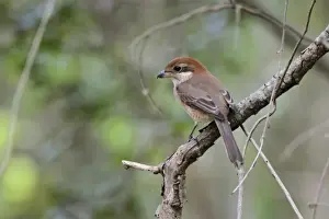 Chinese Prints: Bull-headed Shrike (Lanius bucephalus) adult female