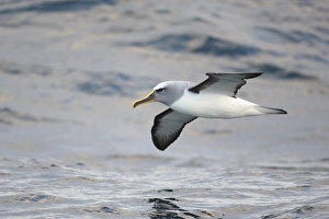 Albatrosses Prints: Bullers Albatross (Thalassarche bulleri) adult, in flight at sea, off New Zealand, March