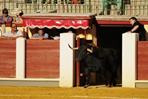 Castile And Leon Prints: Bullfighting, bull entering bullring. Spain, september