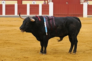 Tradition Prints: Bullfighting, bull impaled with banderillas in bullring