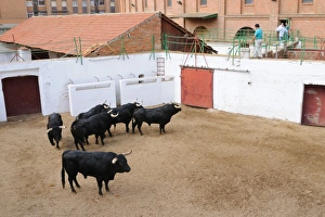 Castile And Leon Prints: Bullfighting, six bulls, two for each matador of single corrida event