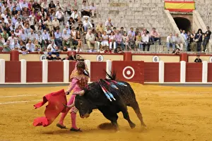 Bullfighting, Matador with muleta, fighting bull impaled with banderillas in bullring