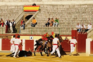 Mule Prints: Bullfighting, mules dragging dead bull out of bullring, Spain, september