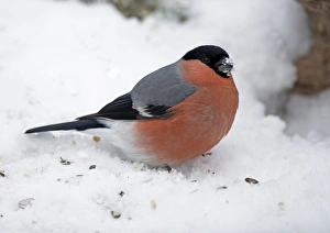 Bullfinch (Pyrrhula pyrrhula) adult male, feeding on seeds from birdtable in snow, Norway
