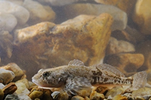 Cottidae Prints: Bullhead (Cottus gobio) adult female, resting on gravel, Italy, july
