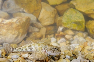 Bullhead (Cottus gobio) adult female, resting on gravel, Italy, July