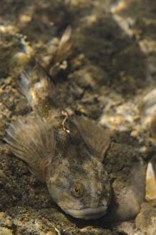 Bullhead (Cottus gobio) adult, resting on riverbed, River Trent, Nottingham, Nottinghamshire, England, April