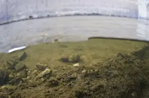 Nottingham Prints: Bullhead (Cottus gobio) adult, resting on riverbed in river habitat