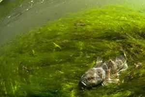 Cottidae Prints: Bullhead (Cottus gobio) adult, resting amongst weeds on riverbed in river habitat
