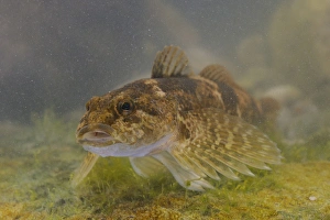 Cottidae Prints: Bullhead (Cottus gobio) adult, swimming over rock, Italy, August