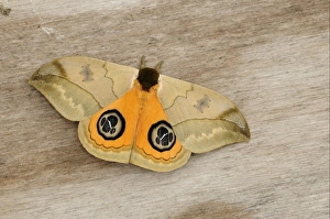 Bullseye Moth (Automeris liberia) adult, resting on wood, Trinidad, Trinidad and Tobago