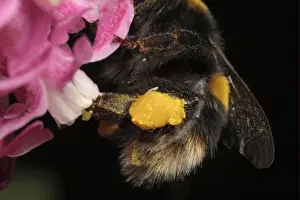 Gather Prints: Bumblebee (Apidae sp. ) adult, close-up of full pollen sac
