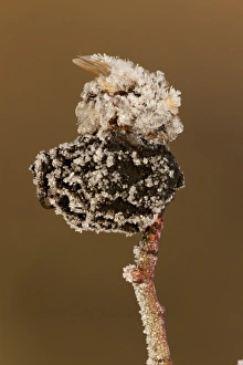 Killed Prints: Bumblebee (Apidae sp. ) dead adult